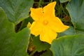 Zucchini flower with leaves on the plant. Green vegetable marrow growing on bush