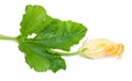 Zucchini flower with leaves, seasonal vegetables, isolated on a white background. Close-up Royalty Free Stock Photo