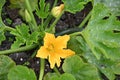 Zucchini flower on the plant in the vegetable garden. Royalty Free Stock Photo