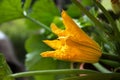 Zucchini flower on a plant in the vegetable garden Royalty Free Stock Photo