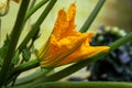 Zucchini flower on a plant in the vegetable garden Royalty Free Stock Photo