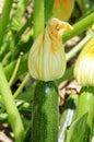 Zucchini flowers Royalty Free Stock Photo
