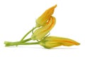 Zucchini flowers Royalty Free Stock Photo