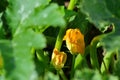 Zucchini flowers growing in summer garden Royalty Free Stock Photo