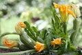 Zucchini flowers plant in vegetable garden growing Royalty Free Stock Photo