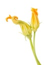 Zucchini Flowers Royalty Free Stock Photo