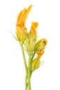 Zucchini Flowers Royalty Free Stock Photo