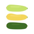 Zucchini food set, different squash. Courgette whole green, yellow and zucchini. Crop edible plant vegetable. Vector