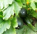 Zucchini fruit Bush