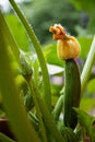 Zucchini fruit with flower on a plant in the vegetable garden Royalty Free Stock Photo