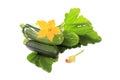 Zucchini or green marrow squash with green leaves and flowers isolated Royalty Free Stock Photo