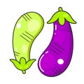 Zucchini green and purple vector on white background