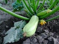 White Zucchini on the ground under a bush Royalty Free Stock Photo