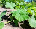 zucchini grow in the garden. green leaves of the plant. growing vegetables. gardening. Royalty Free Stock Photo