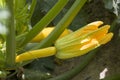 Zucchini grows out of bloom flower Royalty Free Stock Photo