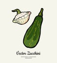 Zucchini hand drawn illustration set. Hipster illustration of squash. Isolated green zucchini for vegetarian poster