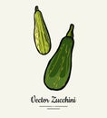 Zucchini hand drawn illustration set. Hipster illustration of squash. Isolated green zucchini for vegetarian poster