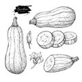 Zucchini hand drawn vector illustration set. Isolated Vegetable Royalty Free Stock Photo