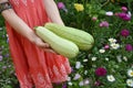 Zucchini harvest in girl hands. Fresh ripe courgette. Gardener harvesting zucchini