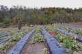 Zucchini harvest. Many volunteers harvest autumn zucchini crop on a community farm.