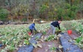 Zucchini harvest. Volunteers harvest autumn zucchini crop on a community farm.