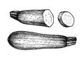 Ink sketch of zucchini