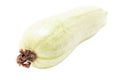 Zucchini isolated white background. Close-up Royalty Free Stock Photo