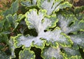 Zucchini leaves. affected by powdery mildew Royalty Free Stock Photo