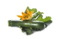 Zucchini with leaves and flowers