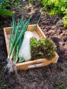 Zucchini, Lollo rosso lettuce salad and green onion in the wooden box Royalty Free Stock Photo
