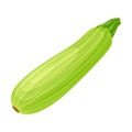 Zucchini or Marrow Ripe Vegetable as Organic Food Vector Illustration