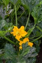 Zucchini organic plants growing in greenhouse, fertilized with b