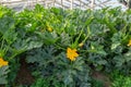 Zucchini organic plants growing in greenhouse, fertilized with b