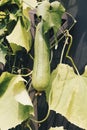 Zucchini organic plants growing in greenhouse