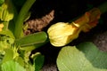 Zucchini plant Royalty Free Stock Photo