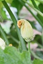 Zucchini Plant Blossom