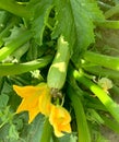 Zucchini plant close-up, vegetable marrow with flowers and fruits growing in the garden, organic vegetable marrow plant. Royalty Free Stock Photo