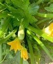 Zucchini plant close-up, vegetable marrow with flowers and fruits growing in the garden, organic vegetable marrow plant. Royalty Free Stock Photo