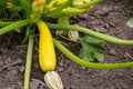 Zucchini plant. Zucchini with flower and fruit in field. Green vegetable marrow growing on bush. Courgettes blossoms Royalty Free Stock Photo