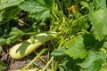 Zucchini plant. Zucchini with flower and fruit in field. Green vegetable marrow growing on bush. Courgettes blossoms Royalty Free Stock Photo