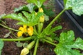 Zucchini plant and flower. Green vegetable marrow courgette growing in garden Royalty Free Stock Photo