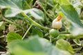 Green vegetable marrow growing on bush