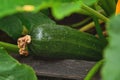 Zucchini plant. Zucchini flower. Green vegetable marrow growing bush Royalty Free Stock Photo