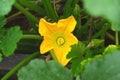 Zucchini plant. Zucchini flower. Green vegetable marrow growing bush Royalty Free Stock Photo