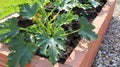 Zucchini plant. Zucchini flower. Green vegetable marrow growing on bush Royalty Free Stock Photo