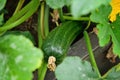 Zucchini plant. Zucchini flower. Green vegetable marrow growing bush Royalty Free Stock Photo