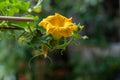 Zucchini plant. Zucchini flower. Green vegetable marrow growing on bush Royalty Free Stock Photo