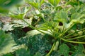 Zucchini plant. Zucchini flower. Green vegetable marrow growing on bush Royalty Free Stock Photo