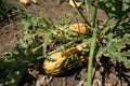 . Zucchini plant and flower. Growing zucchini on a vegetable garden Royalty Free Stock Photo