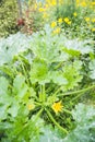 Zucchini Plant